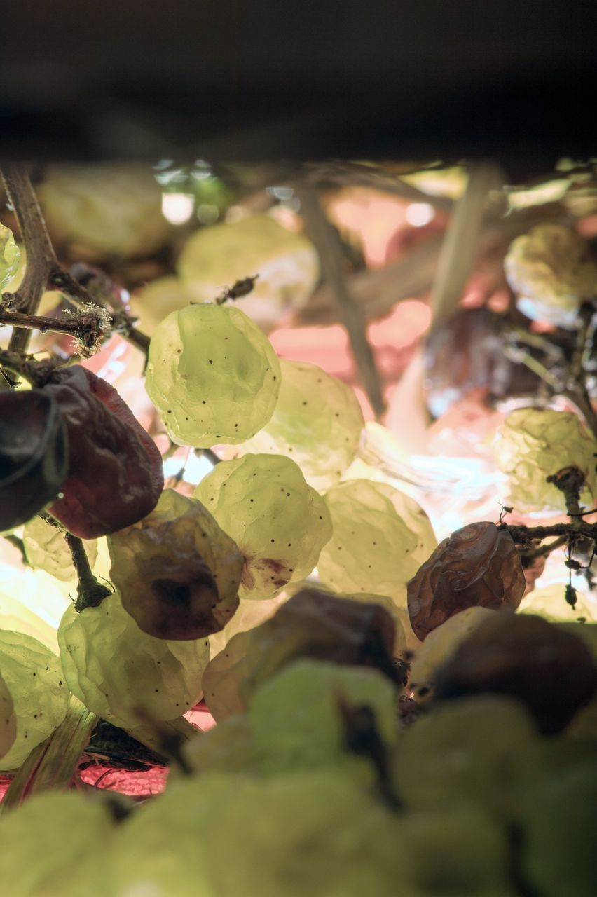 Vignoble Technique Vin de paille VDP-0025